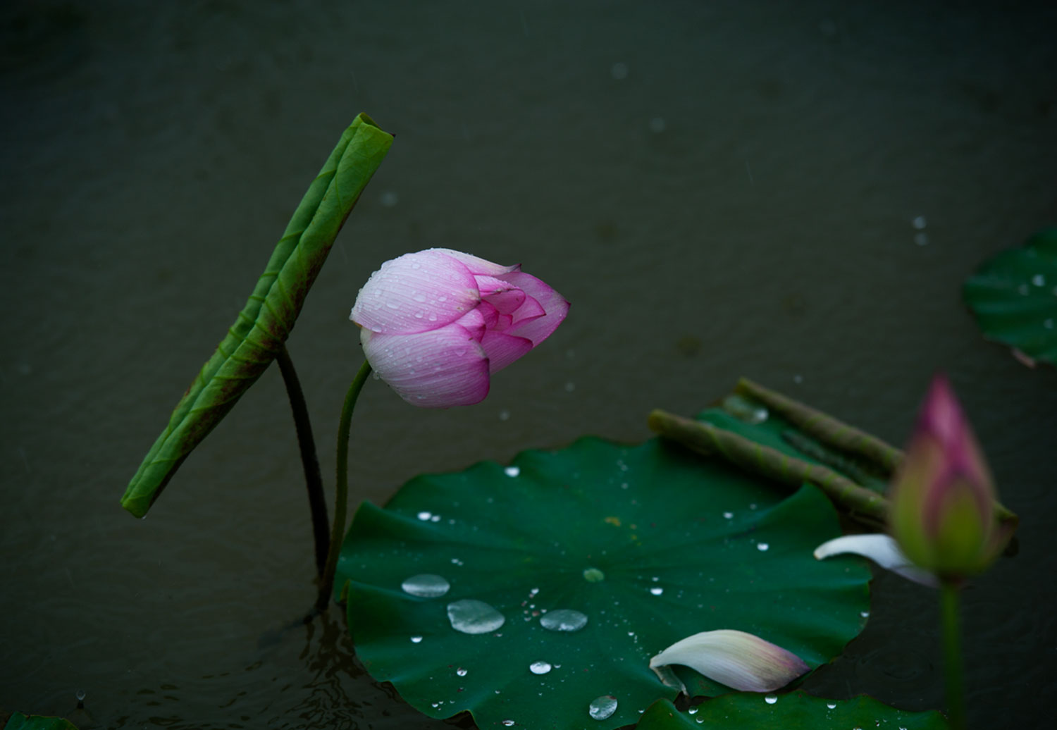 [原创]范县陈庄荷花一组