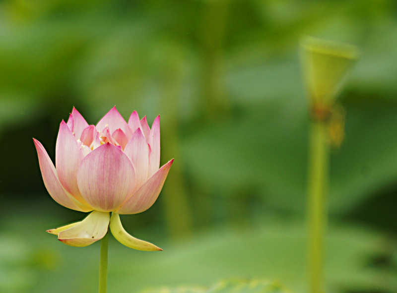[原创]南乐荷花别样红