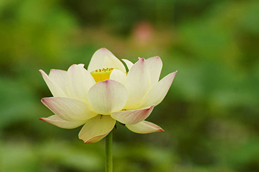 [原创]南乐荷花别样红
