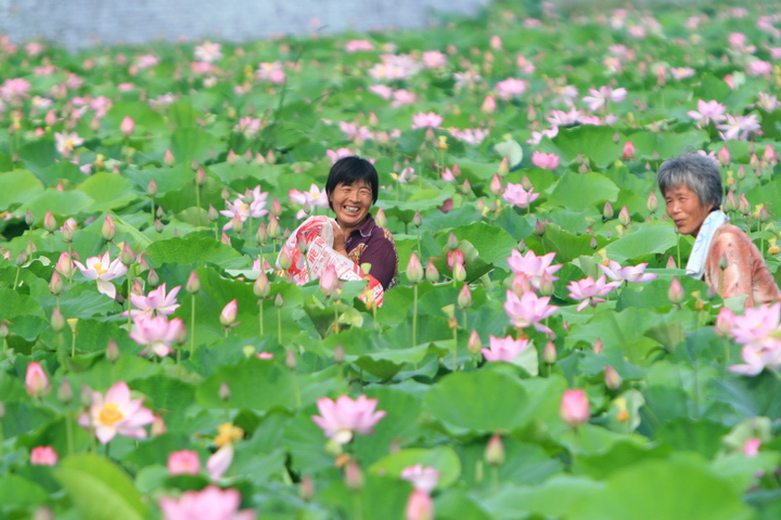 范县万亩荷花开