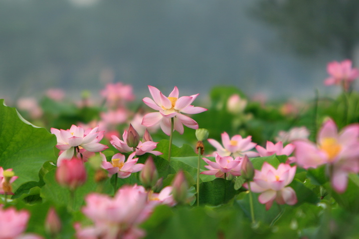 范县万亩荷花开
