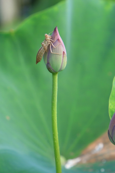 蜻蜓一组