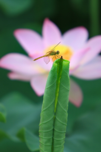 蜻蜓一组