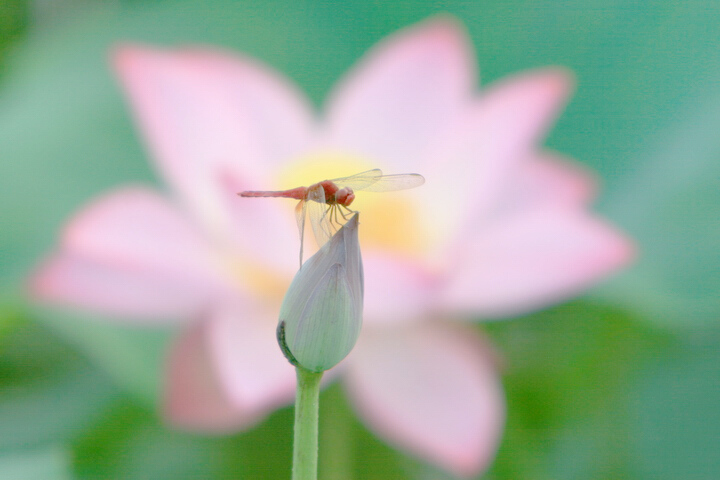 蜻蜓一组