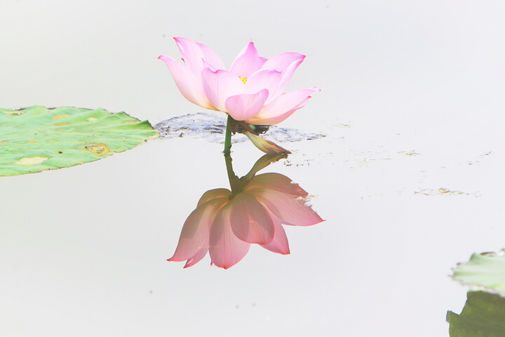 荷花一组