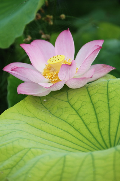 荷花一组