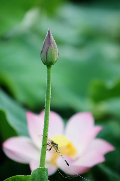 荷花一组