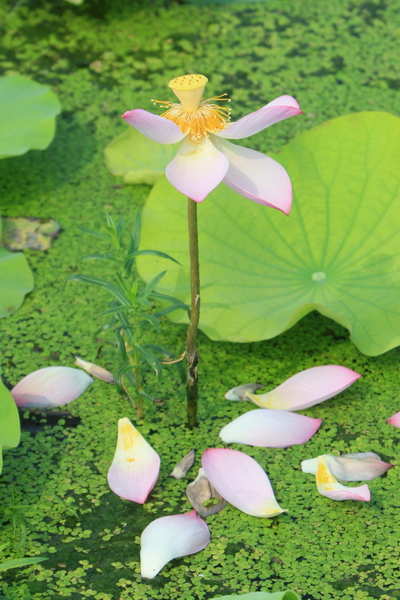 荷花一组