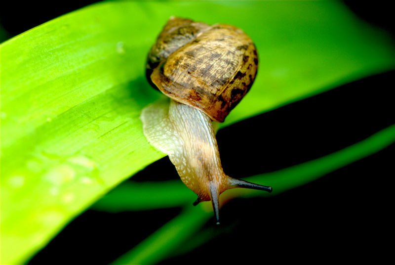 蜗牛