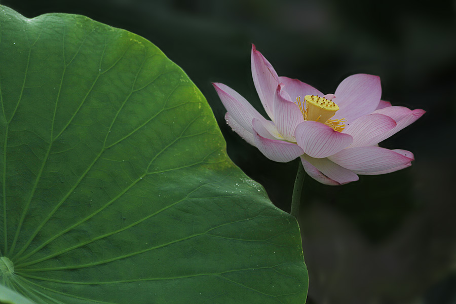 那时花开（不断添加中）