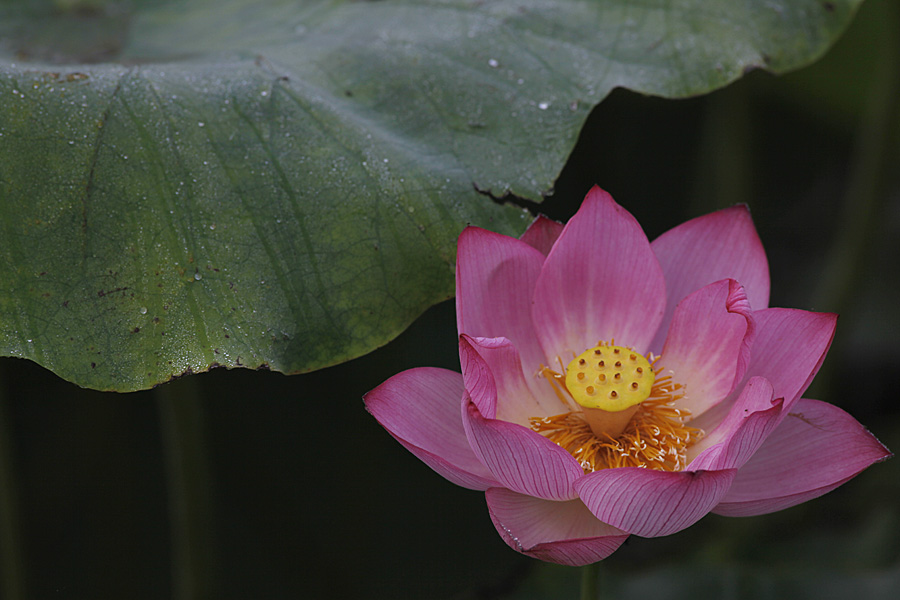 那时花开（不断添加中）