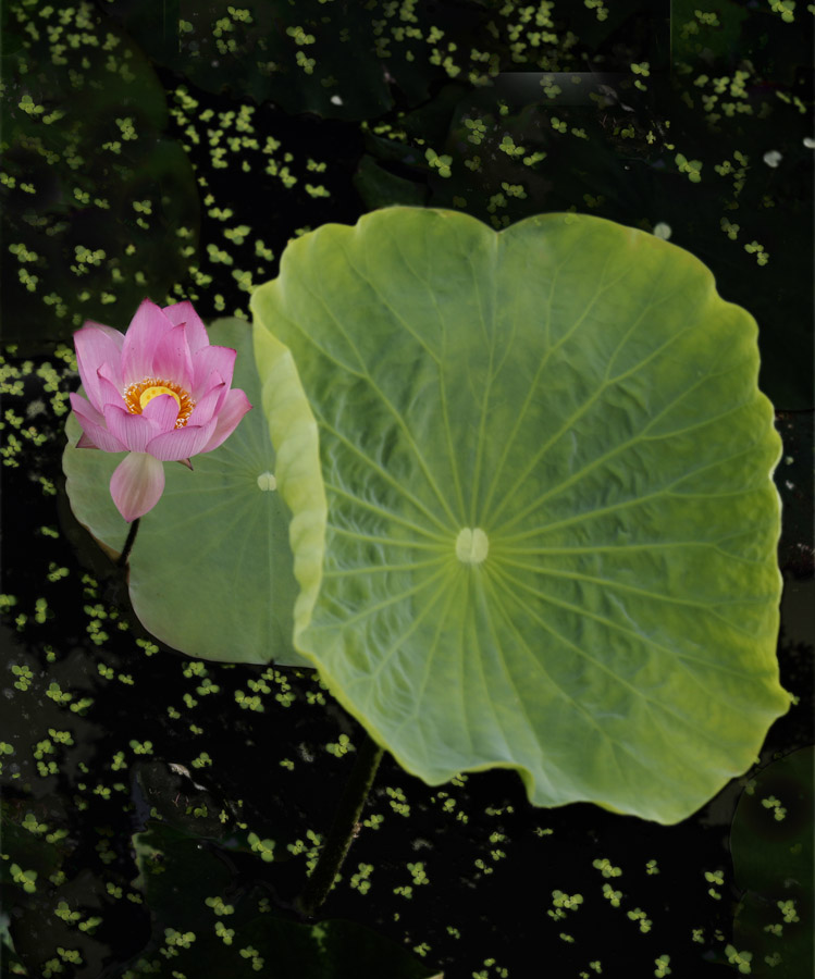 那时花开（不断添加中）