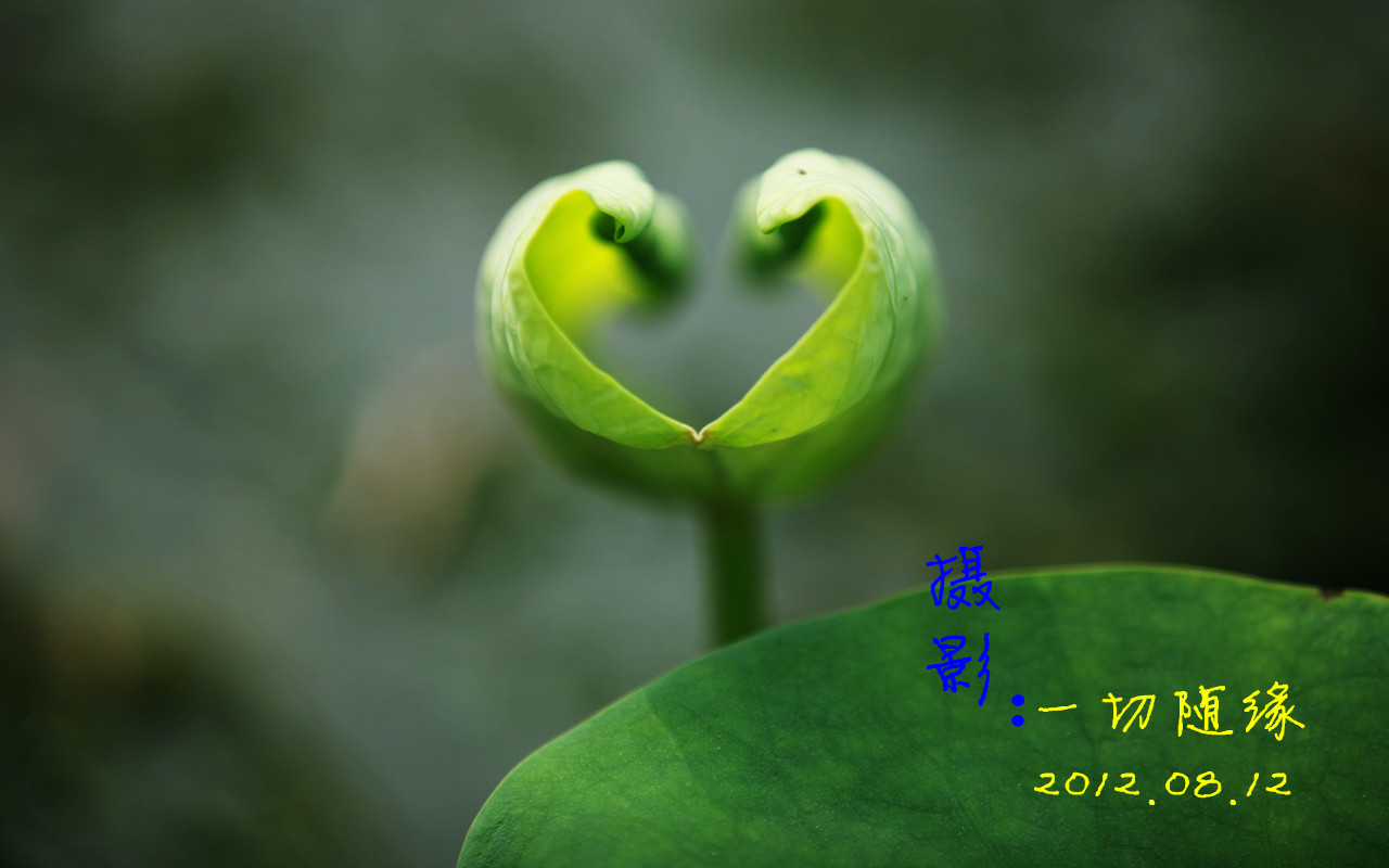 蜻蜓