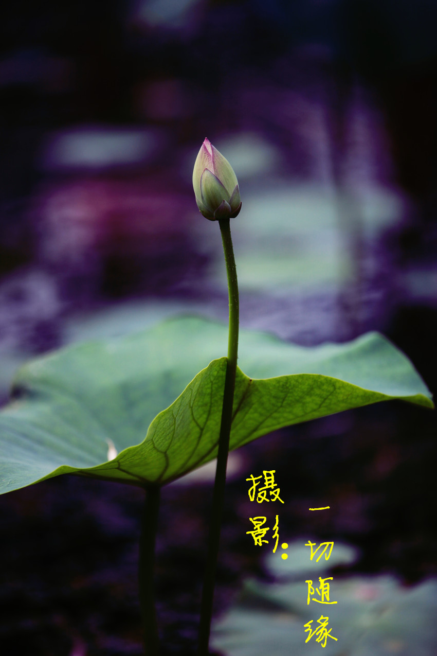 蜻蜓