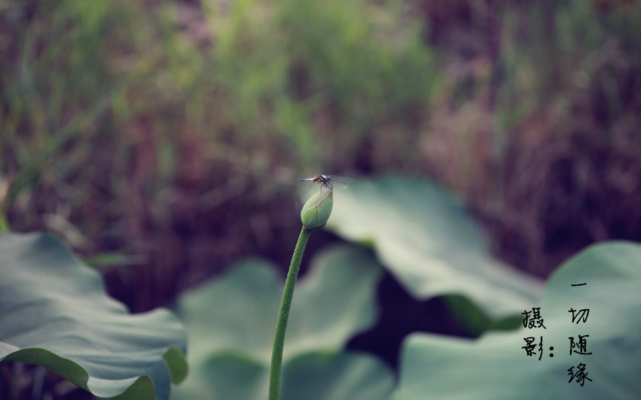 蜻蜓