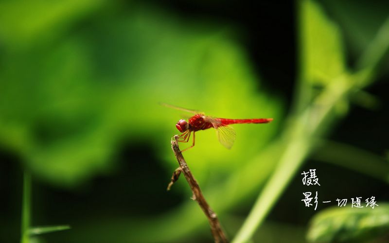 蜻蜓