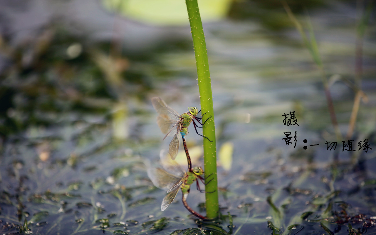 蜻蜓