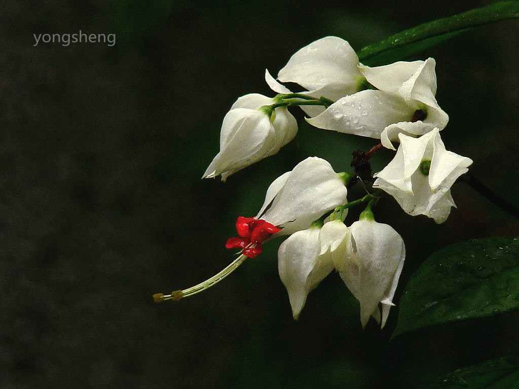 美丽的龙吐珠花