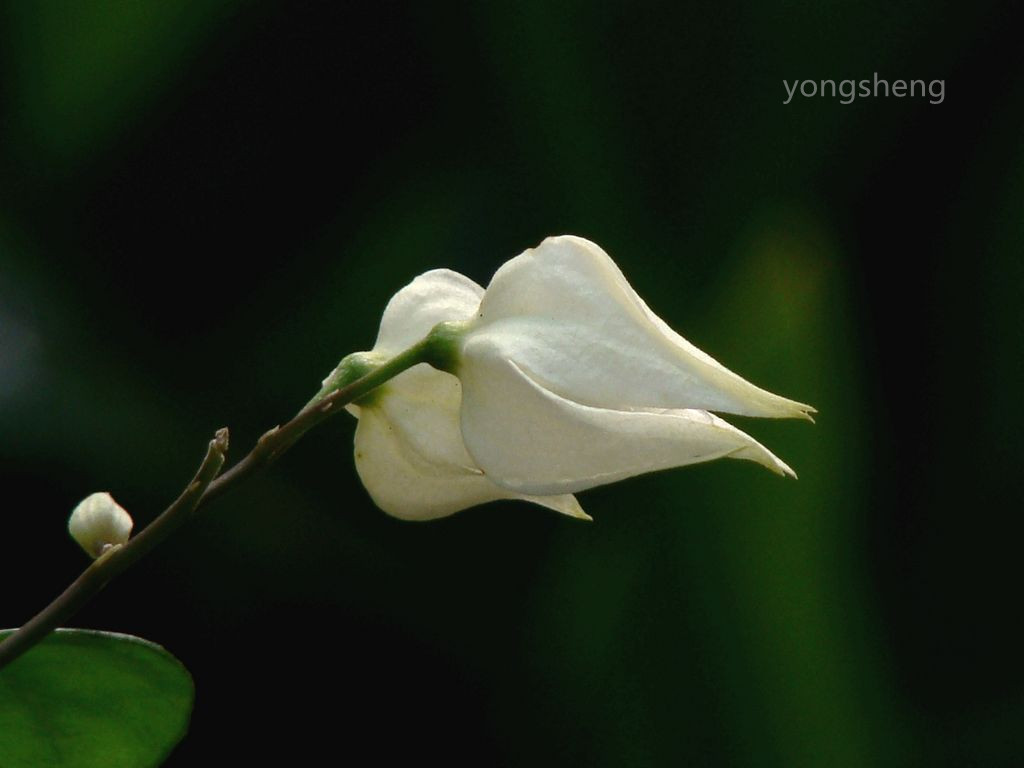 美丽的龙吐珠花