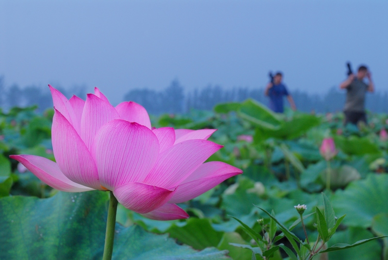 荷花仙子偷窥人间帅哥