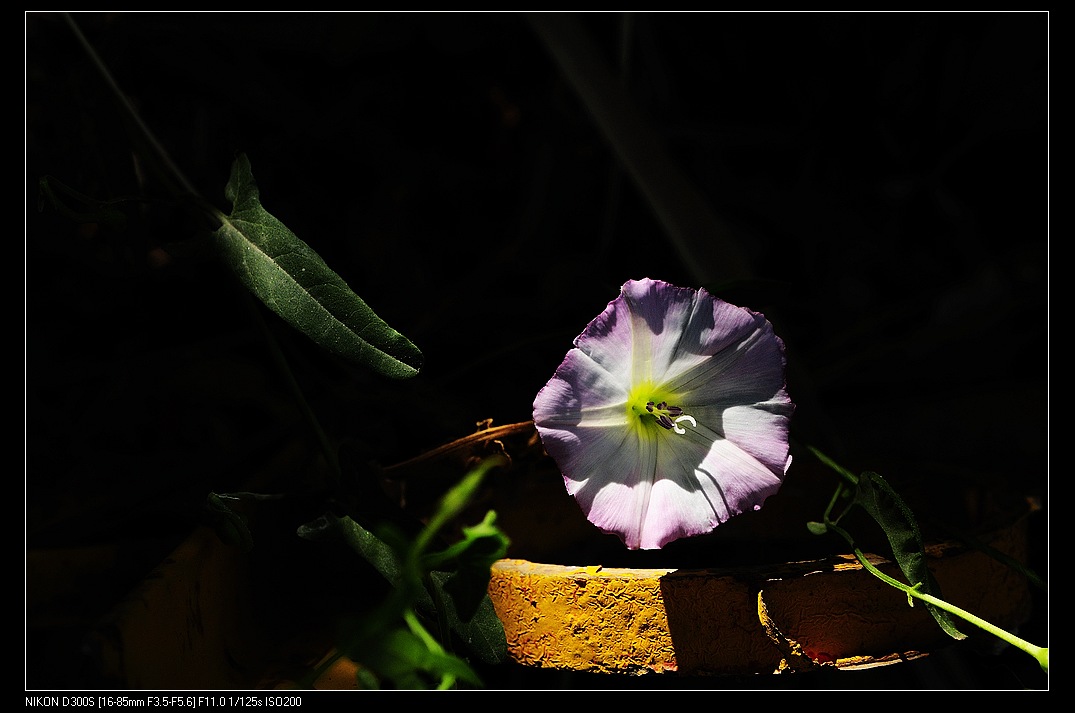 小小牵牛花