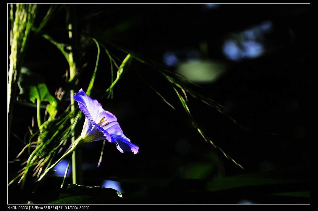 小小牵牛花