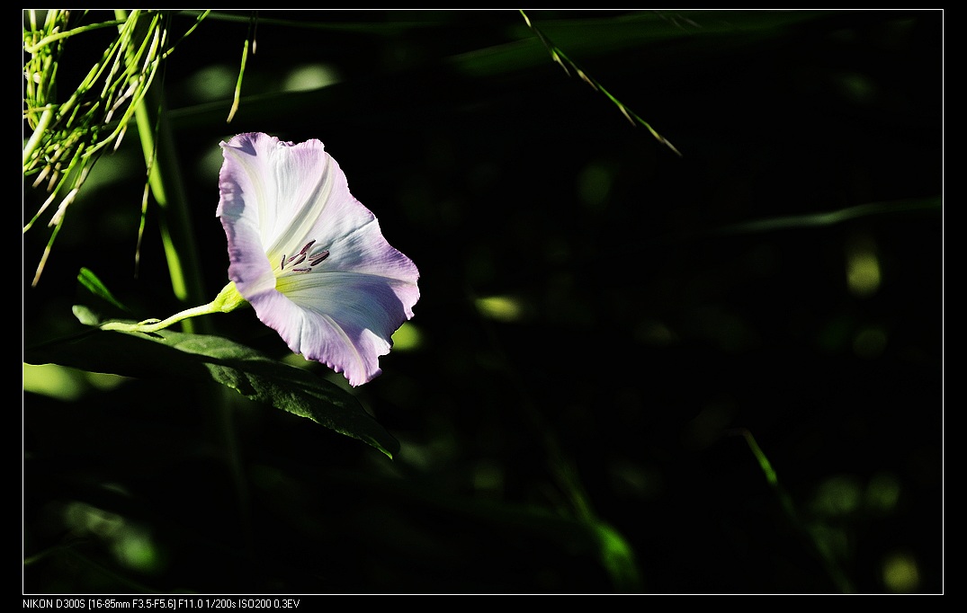 小小牵牛花