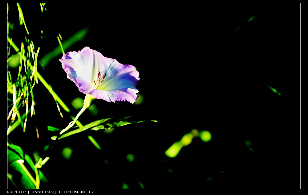 小小牵牛花