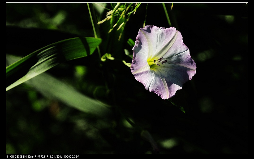 小小牵牛花