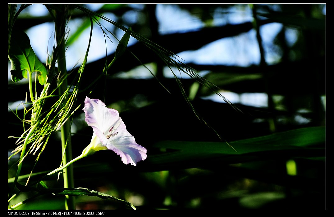 小小牵牛花