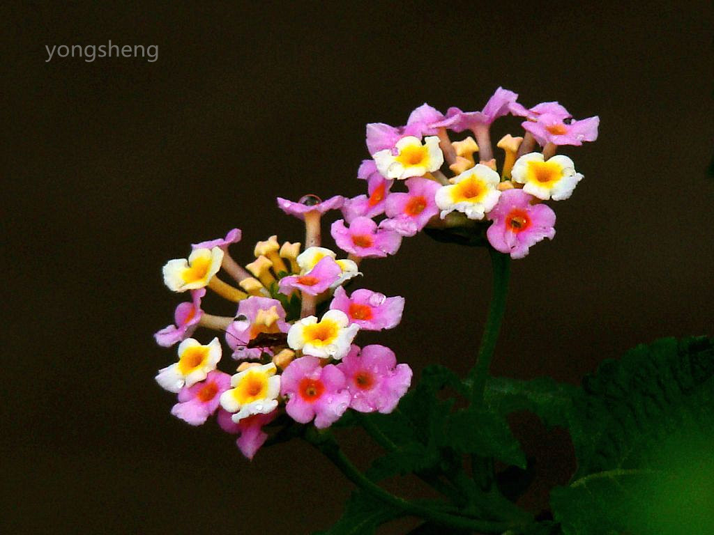 五彩缤纷的（马缨丹）花