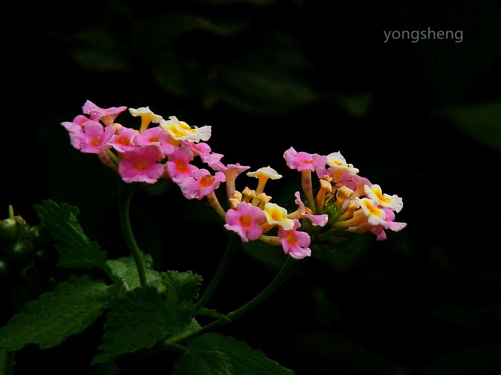 五彩缤纷的（马缨丹）花