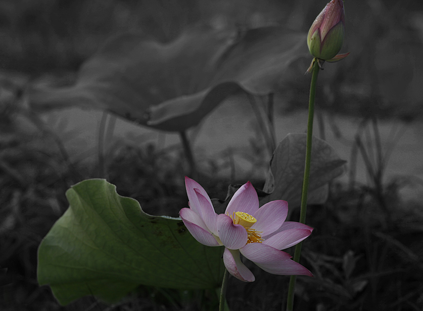 那时花开（不断添加中）