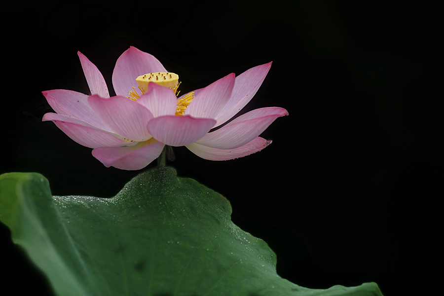那时花开（不断添加中）