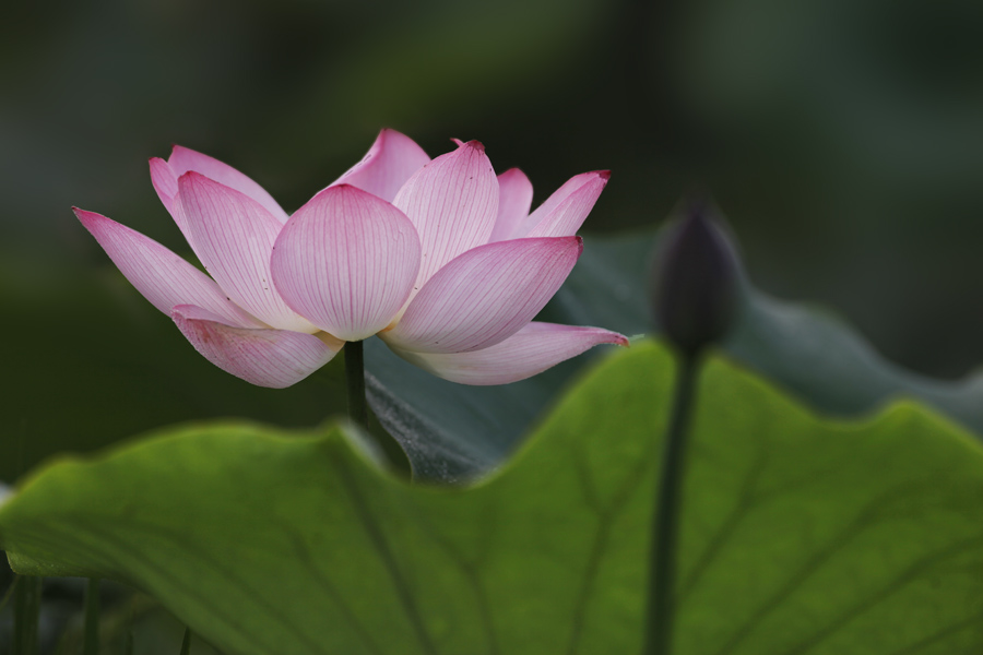 那时花开（不断添加中）