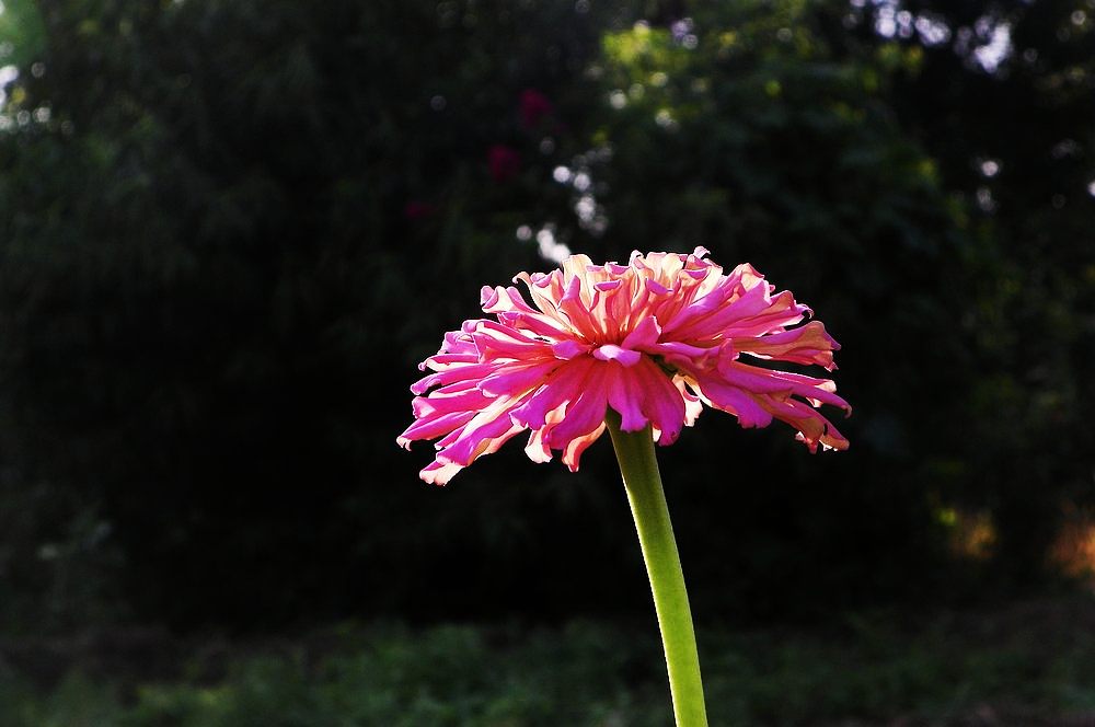 练手小花