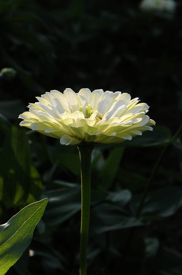 练手小花