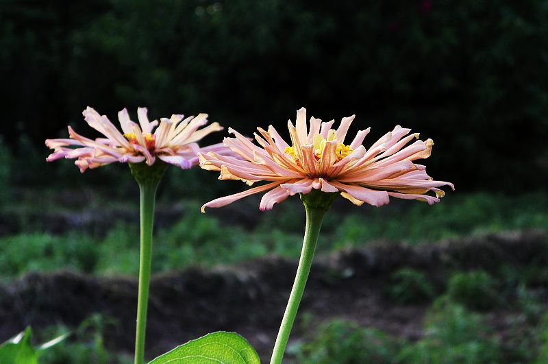 练手小花