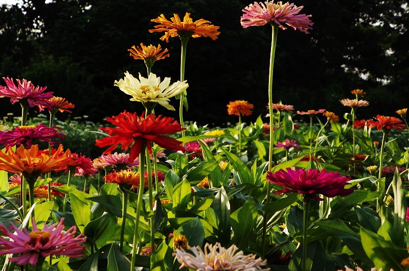 练手小花
