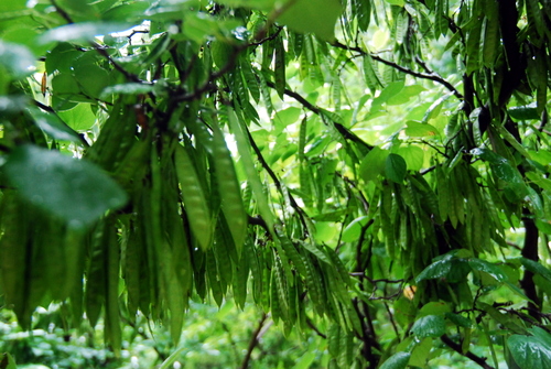 [原创]夏雨里的市政府办公大院之记忆