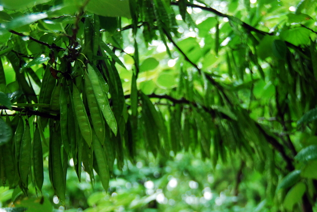[原创]夏雨里的市政府办公大院之记忆