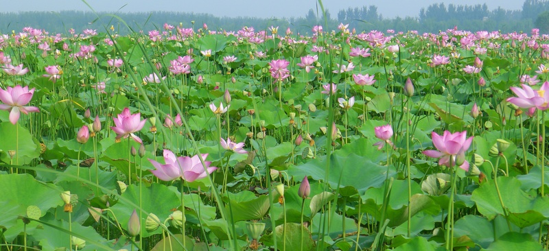 海通荷花