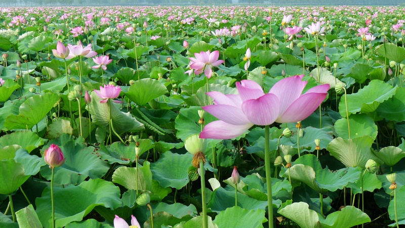 海通荷花