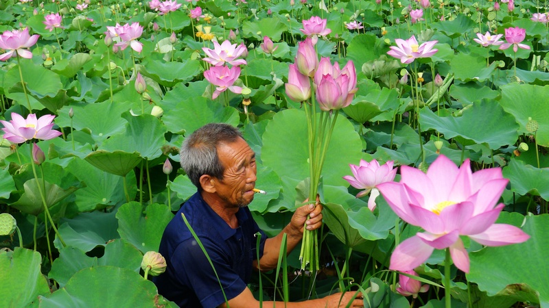海通荷花