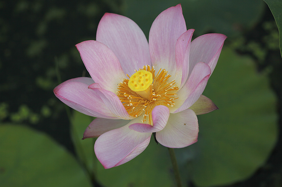 那时花开（不断添加中）