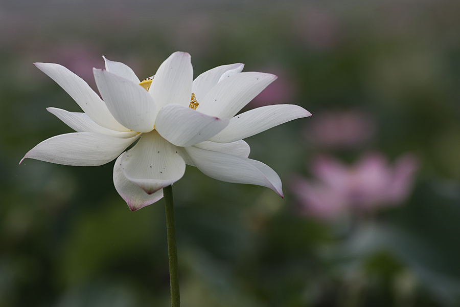 那时花开（不断添加中）