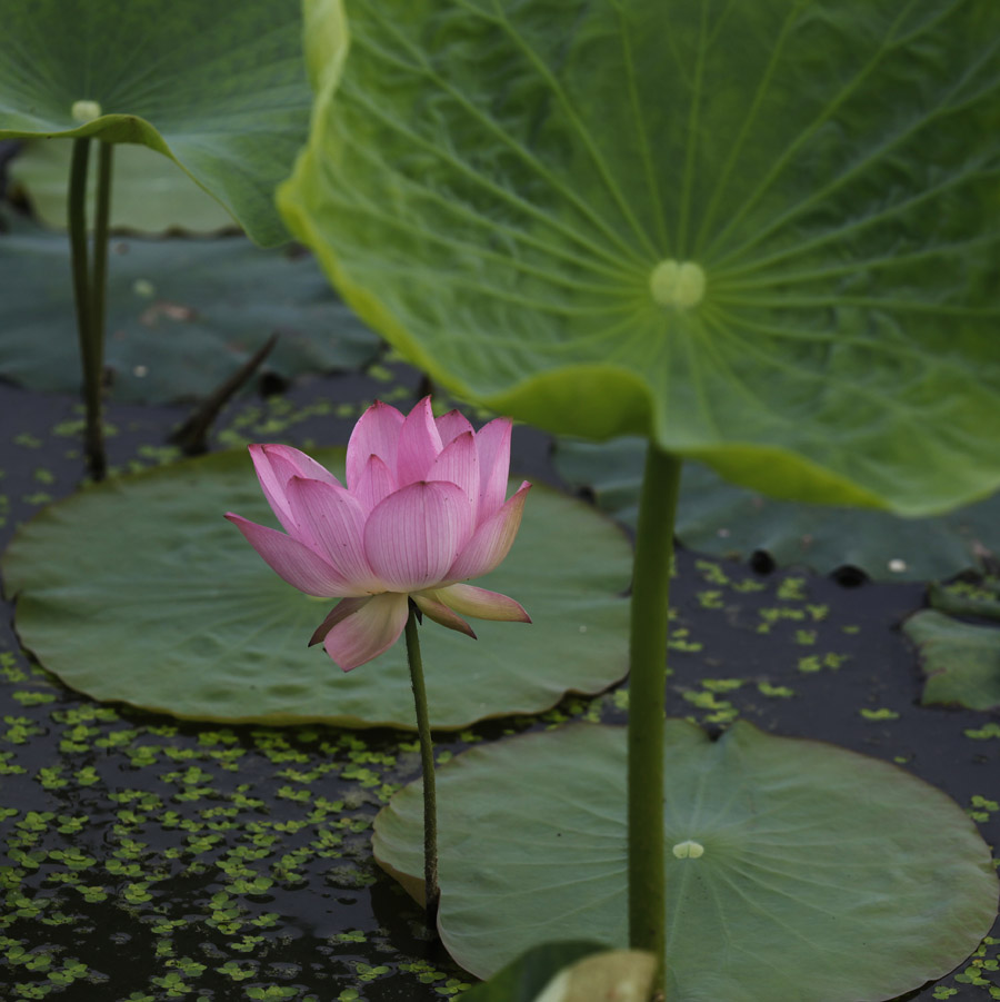 那时花开（不断添加中）