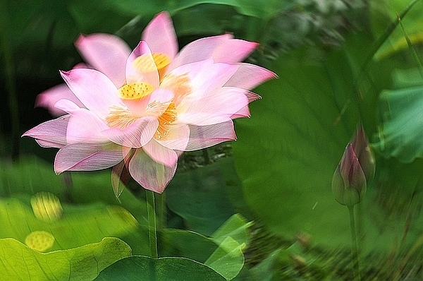 [原创]荷花