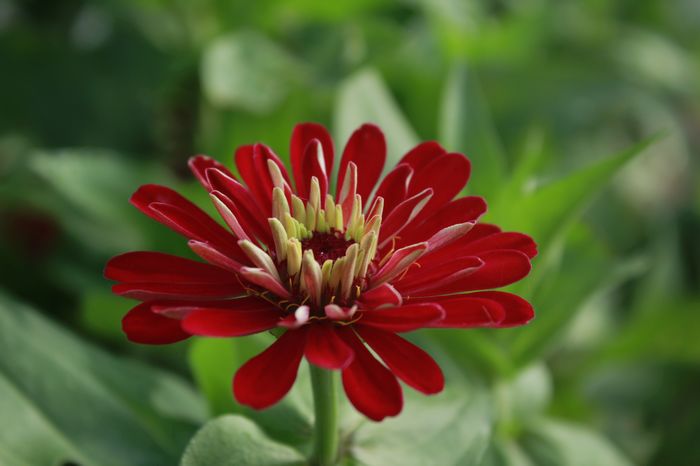 小花一组