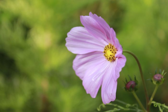 小花一组